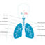 Schema, das den Aufbau einer Lunge beschreibt